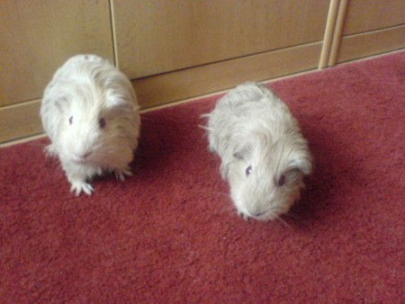 šeltinky na prechádzke